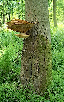 dryads.jpg