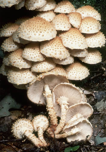 Pholiota squarrosoides Roody-Люспеница.jpg