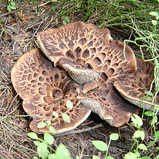Hydnum_imbricatum-1.jpg