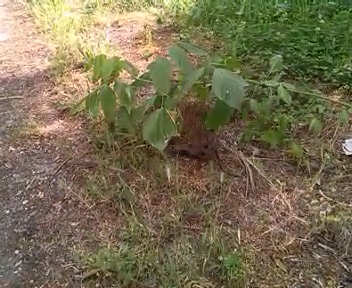 VID_20150524_092435[11-02-39].JPG