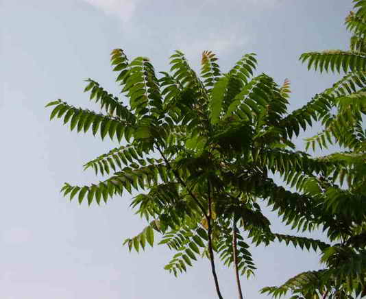 Ailanthus_altissima.jpg