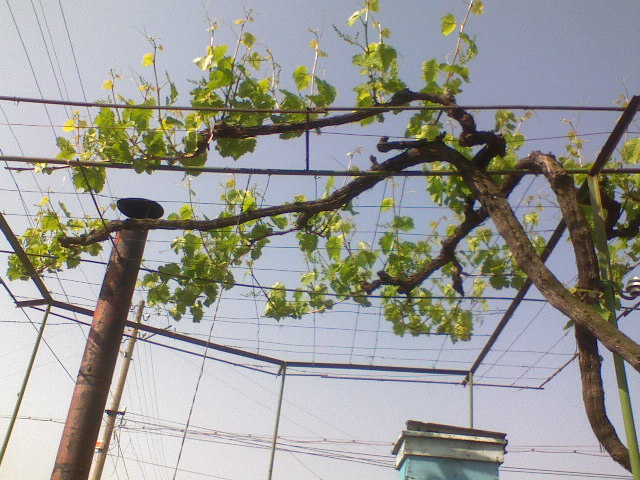 DSC00250.JPG